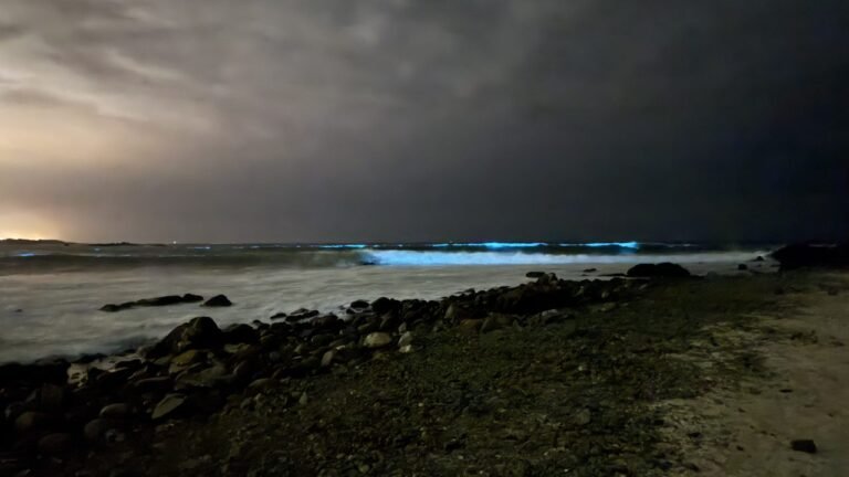 Olas fluorescentes en Atacama: bioluminiscencia sorprende a surfistas en “El Pulpo”